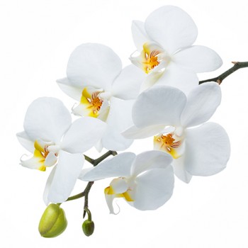 Стол обеденный Танго белый/Орхидея в Черепаново - cherepanovo.mebel54.com | фото